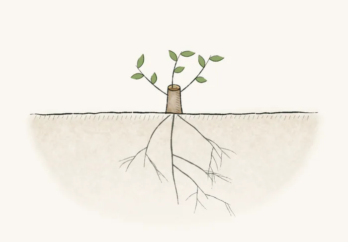 Watercolor of a seedling above ground with a branching root system below