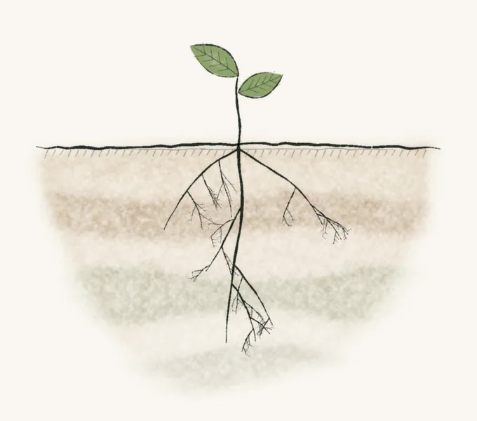 Watercolor of a cut tree stump with new shoots rising from its edge