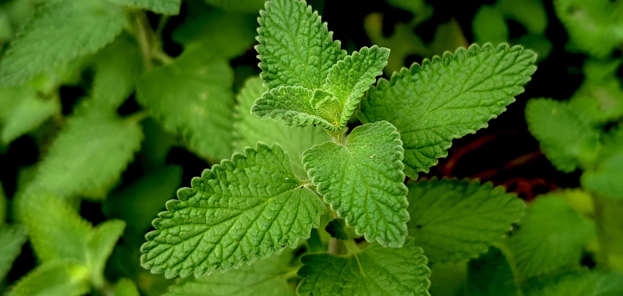 Fresh herbs growing